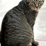 Photo de chat perdu à Paris