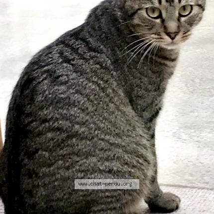 Photo 1/1 Tsuki Chat perdu à Paris