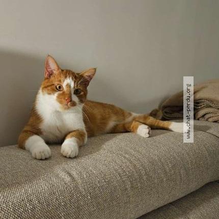 Photo 1/1 Chat retrouvé Perdu à Vinsobres