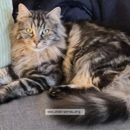 Photo 1/1 Chat retrouvé Perdu à Herblay Sur Seine