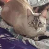 Photo de chat perdu à Tournefeuille