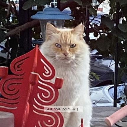 Photo 1/1 Chat retrouvé Trouvé à Nice