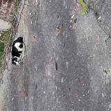 Photo de chat trouvé à Lens