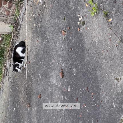 Photo 1/2 Chat trouvé Trouvé à Lens