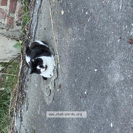Photo 2/2 Chat trouvé Trouvé à Lens