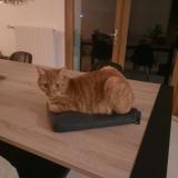 Photo de chat perdu à Musieges