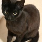 Photo de chat trouvé à Limoges