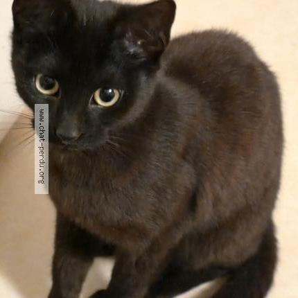 Photo 1/1 Chat trouvé Trouvé à Limoges