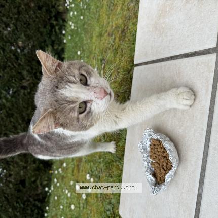 Photo 1/1 Chat trouvé Trouvé à Creon