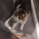 Photo de chat perdu à Castanet Tolosan