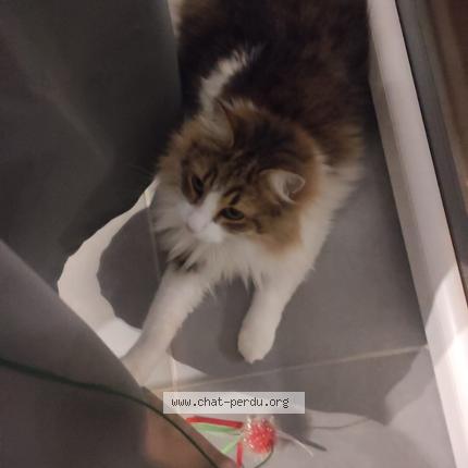 Photo 1/1 Booby Chat perdu à Castanet tolosan