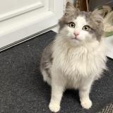 Photo de chat trouvé à La Ronde