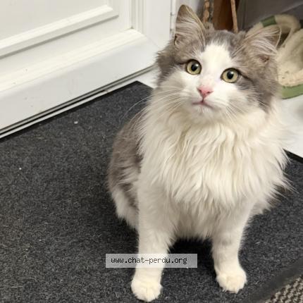 Photo 1/1 Chat trouvé Trouvé à La ronde