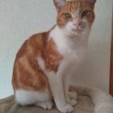 Photo de chat perdu à Ols Et Rinhodes