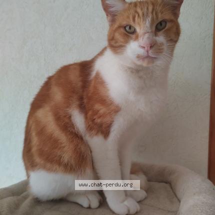 Photo 1/1 Confetti Chat perdu à Ols et rinhodes