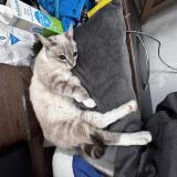 Photo de chat perdu à Saint Avit Saint Nazaire