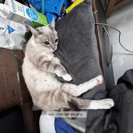 Photo 1/1 Plume Chat perdu à Saint avit saint nazaire