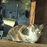 Photo de chat trouvé à Abondant