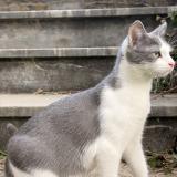 Photo de chat perdu à Salechan