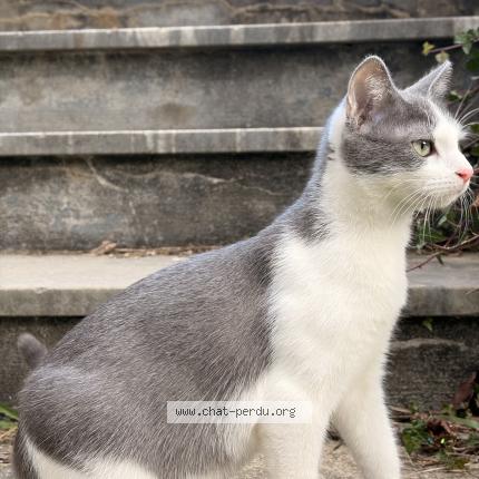 Photo 1/1 Kiva Chat perdu à Salechan