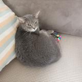 Photo de chat perdu à Madrid