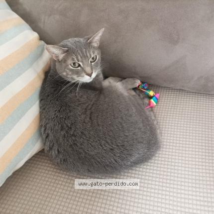 Photo 1/1 Hony Chat perdu à Madrid