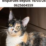 Photo de chat perdu à Saint Martin D Heres
