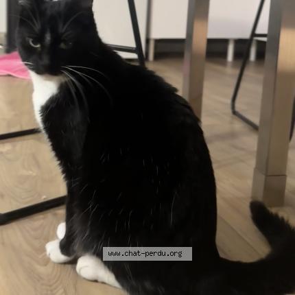 Photo 1/1 Chat retrouvé Trouvé à Lille