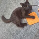 Photo de chat perdu à Montevideo