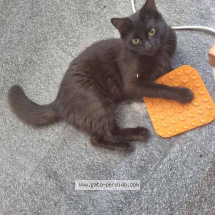Photo 1/1 Bruno Chat perdu à Montevideo