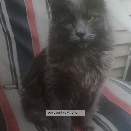 Photo 1/1 Babygirl Chat perdu à Valparaiso