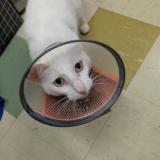 Photo de chat perdu à Mount Kuring Gai