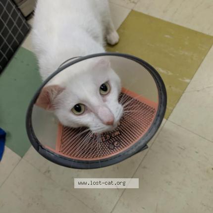 Photo 1/1 Frankie Chat perdu à Mount kuring gai