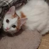 Photo de chat perdu à Pont De Roide