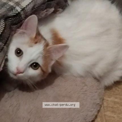 Photo 1/1 Nougat Chat perdu à Pont de roide