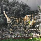 Photo de chat perdu à Les Sables D Olonne