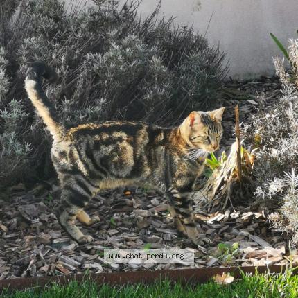 Photo 1/1 Chouchou Chat perdu à Les sables d olonne