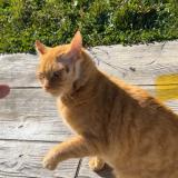 Photo de chat perdu à Pamiers