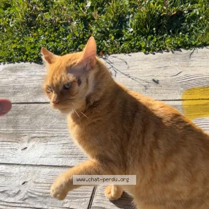 Photo 1/1 Scofield Chat perdu à Pamiers