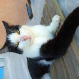 Photo de chat perdu à Limoges