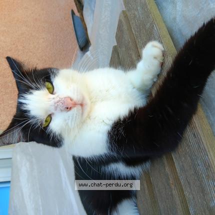 Photo 1/1 Midinette Chat perdu à Limoges