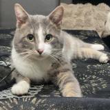 Photo de chat perdu à Marly