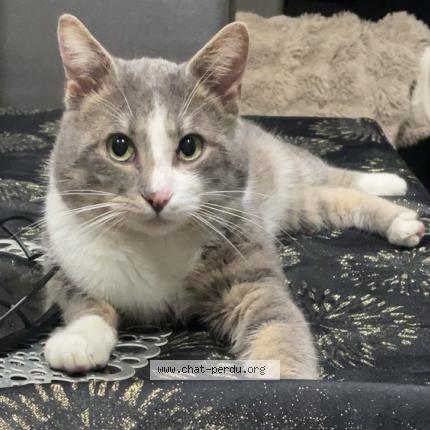 Photo 1/1 Tigrou Chat perdu à Marly