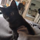 Photo de chat perdu à Saint Gervais