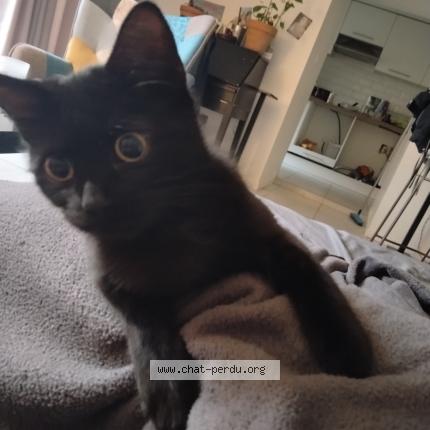 Photo 1/1 Youdi Chat perdu à Saint gervais