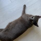 Photo de chat perdu à Fargues