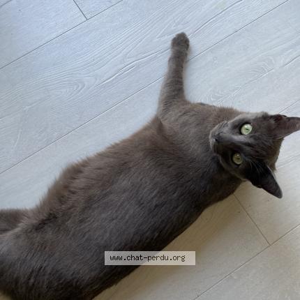 Photo 1/1 Tamy Chat perdu à Fargues