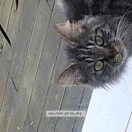 Photo 1/1 Chat trouvé Trouvé à Grugies