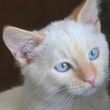 Photo de chat perdu à Saint Beauzire