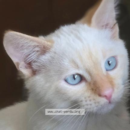 Photo 1/1 OLAF Chat perdu à Saint beauzire